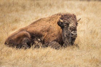 Fossil Rim Wildlife Center