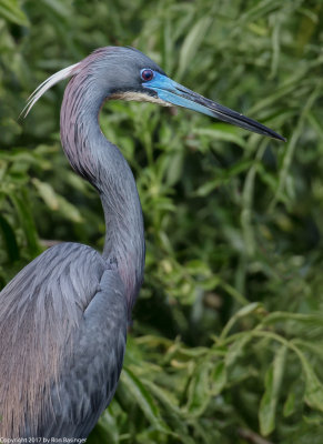 Gatorland 2017