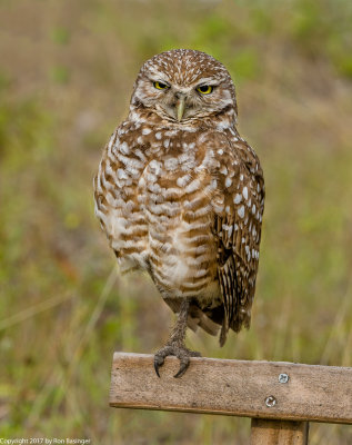 Burrowing Owls