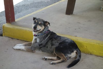 Cabin Dog Ryder