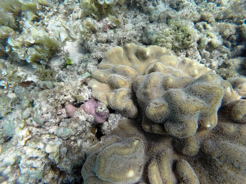 176 - Snorkeling ile Maurice janvier 2017 - GOPR5140_DxO Pbase.jpg