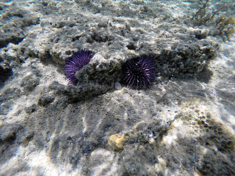 312 - Snorkeling ile Maurice janvier 2017 - GOPR5596_DxO Pbase.jpg