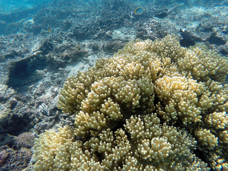 731 - Snorkeling ile Maurice janvier 2017 - GOPR6768_DxO Pbase.jpg