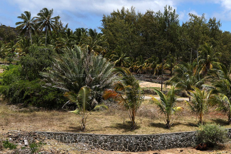 222 - Vacances ile Rodrigues janvier 2017 - IMG_2203_DxO Pbase.jpg