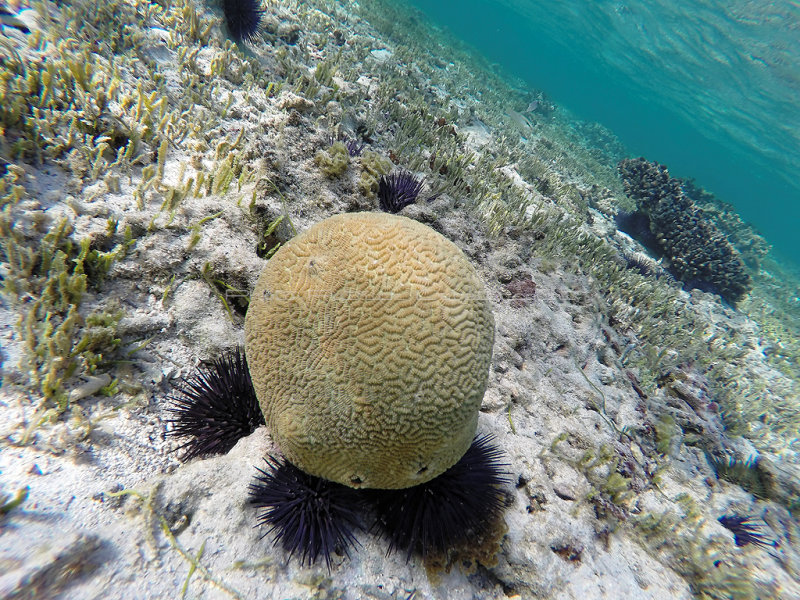 676 - Snorkeling ile Rodrigues janvier 2017 - GOPR6521 DxO Pbase.jpg