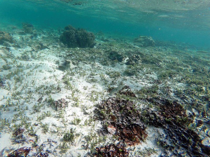 683 - Snorkeling ile Rodrigues janvier 2017 - GOPR6528 DxO Pbase.jpg