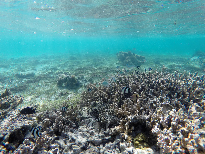 706 - Snorkeling ile Rodrigues janvier 2017 - GOPR6551 DxO Pbase.jpg