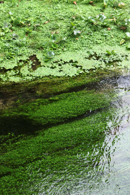 28 - Balades dans le Vexin - IMG_4225_DxO Pbase.jpg