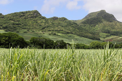 514 - Vacances ile Maurice janvier 2017 - IMG_1471_DxO Pbase.jpg