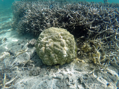 1 - Snorkeling ile Maurice janvier 2017 - GOPR4922_DxO Pbase.jpg