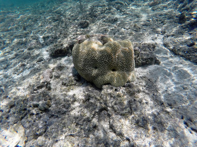 100 - Snorkeling ile Maurice janvier 2017 - GOPR5025_DxO Pbase.jpg