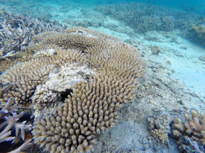 107 - Snorkeling ile Maurice janvier 2017 - GOPR5070_DxO Pbase.jpg