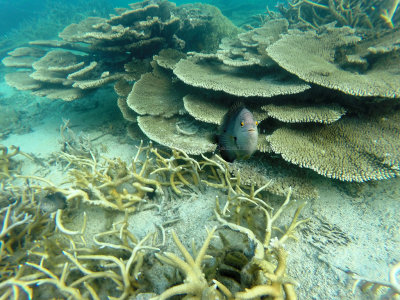 112 - Snorkeling ile Maurice janvier 2017 - GOPR5075_DxO Pbase.jpg