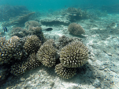 13 - Snorkeling ile Maurice janvier 2017 - GOPR4934_DxO Pbase.jpg