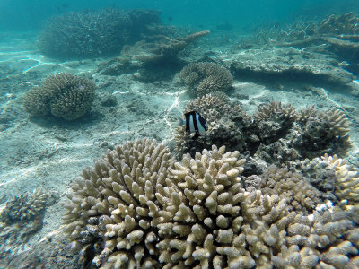 14 - Snorkeling ile Maurice janvier 2017 - GOPR4935_DxO Pbase.jpg