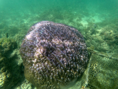 145 - Snorkeling ile Maurice janvier 2017 - GOPR5109_DxO Pbase.jpg