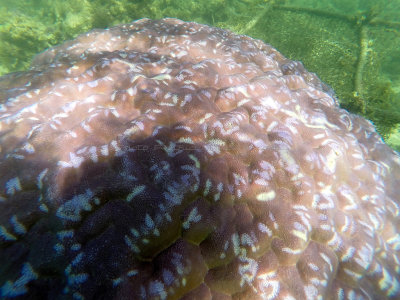 148 - Snorkeling ile Maurice janvier 2017 - GOPR5112_DxO Pbase.jpg