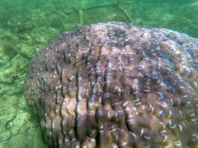 149 - Snorkeling ile Maurice janvier 2017 - GOPR5113_DxO Pbase.jpg