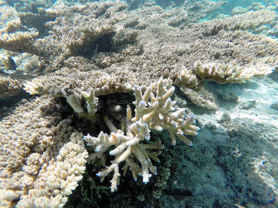 15 - Snorkeling ile Maurice janvier 2017 - GOPR4936_DxO Pbase.jpg