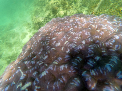 153 - Snorkeling ile Maurice janvier 2017 - GOPR5117_DxO Pbase.jpg