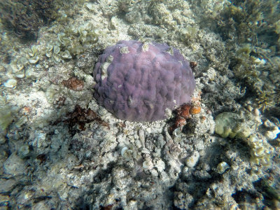 156 - Snorkeling ile Maurice janvier 2017 - GOPR5120_DxO Pbase.jpg