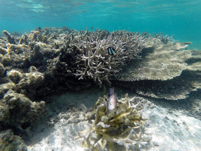 17 - Snorkeling ile Maurice janvier 2017 - GOPR4938_DxO Pbase.jpg