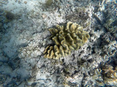 183 - Snorkeling ile Maurice janvier 2017 - GOPR5147_DxO Pbase.jpg