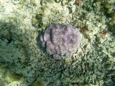 196 - Snorkeling ile Maurice janvier 2017 - GOPR5160_DxO Pbase.jpg