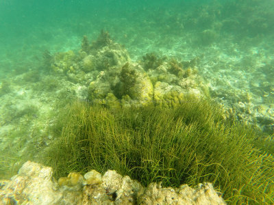 210 - Snorkeling ile Maurice janvier 2017 - GOPR5174_DxO Pbase.jpg