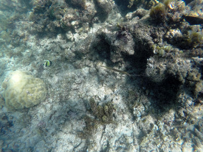 218 - Snorkeling ile Maurice janvier 2017 - GOPR5182_DxO Pbase.jpg