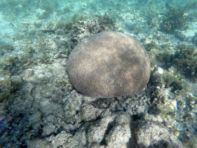 236 - Snorkeling ile Maurice janvier 2017 - GOPR5200_DxO Pbase.jpg