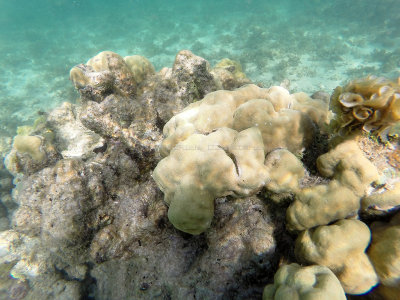 253 - Snorkeling ile Maurice janvier 2017 - GOPR5217_DxO Pbase.jpg