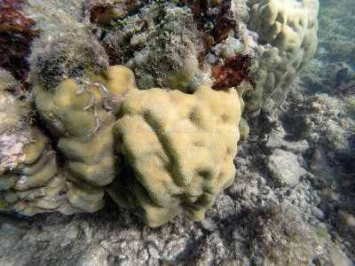 265 - Snorkeling ile Maurice janvier 2017 - GOPR5229_DxO Pbase.jpg