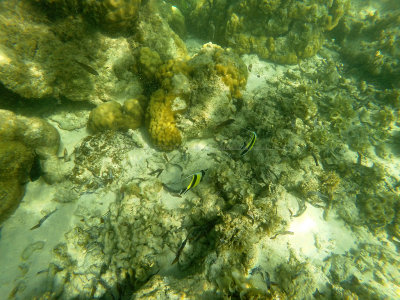 303 - Snorkeling ile Maurice janvier 2017 - GOPR5267_DxO Pbase.jpg