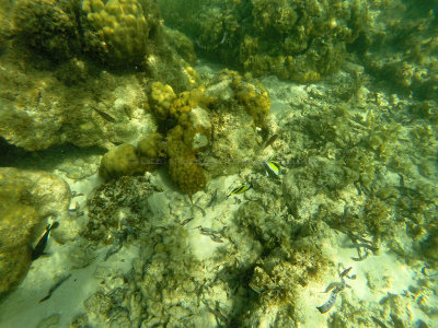 304 - Snorkeling ile Maurice janvier 2017 - GOPR5268_DxO Pbase.jpg
