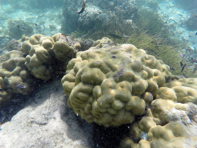 308 - Snorkeling ile Maurice janvier 2017 - GOPR5272_DxO Pbase.jpg