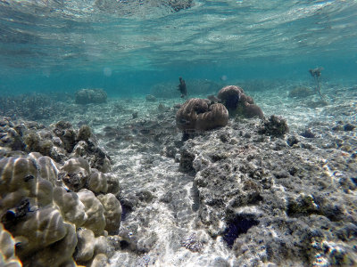 320 - Snorkeling ile Maurice janvier 2017 - GOPR5604_DxO Pbase.jpg