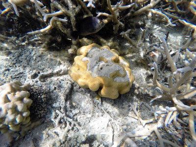 37 - Snorkeling ile Maurice janvier 2017 - GOPR4958_DxO Pbase.jpg