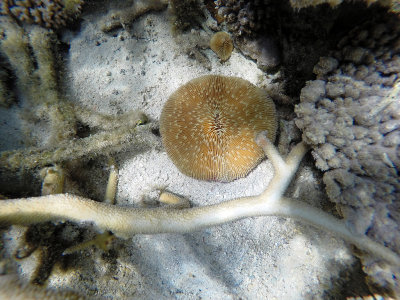 38 - Snorkeling ile Maurice janvier 2017 - GOPR4960_DxO Pbase.jpg