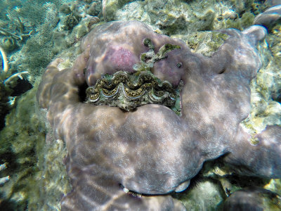 45 - Snorkeling ile Maurice janvier 2017 - GOPR4967_DxO Pbase.jpg