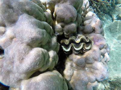 48 - Snorkeling ile Maurice janvier 2017 - GOPR4970_DxO Pbase.jpg