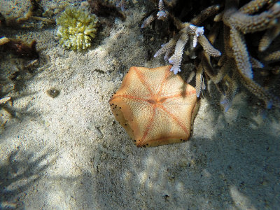 57 - Snorkeling ile Maurice janvier 2017 - GOPR4979_DxO Pbase.jpg