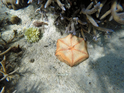 58 - Snorkeling ile Maurice janvier 2017 - GOPR4980_DxO Pbase.jpg