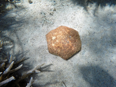 60 - Snorkeling ile Maurice janvier 2017 - GOPR4982_DxO Pbase.jpg