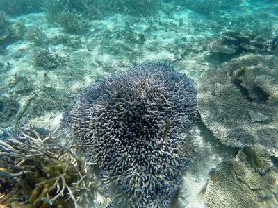 65 - Snorkeling ile Maurice janvier 2017 - GOPR4988_DxO Pbase.jpg