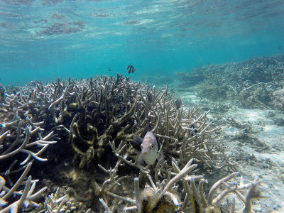 8 - Snorkeling ile Maurice janvier 2017 - GOPR4929_DxO Pbase.jpg