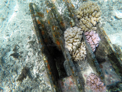 81 - Snorkeling ile Maurice janvier 2017 - GOPR5005_DxO Pbase.jpg