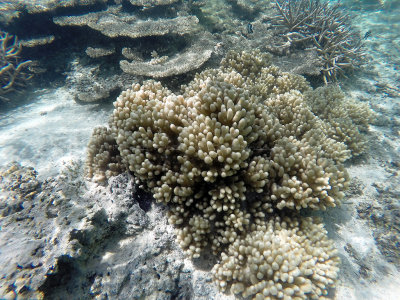 82 - Snorkeling ile Maurice janvier 2017 - GOPR5006_DxO Pbase.jpg