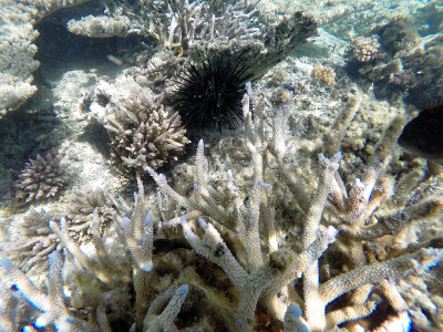 85 - Snorkeling ile Maurice janvier 2017 - GOPR5009_DxO Pbase.jpg