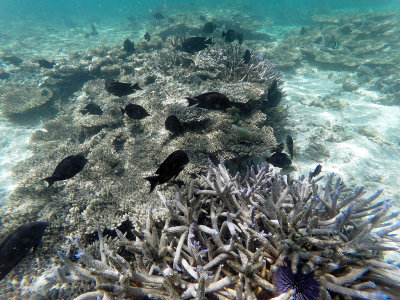 91 - Snorkeling ile Maurice janvier 2017 - GOPR5015_DxO Pbase.jpg